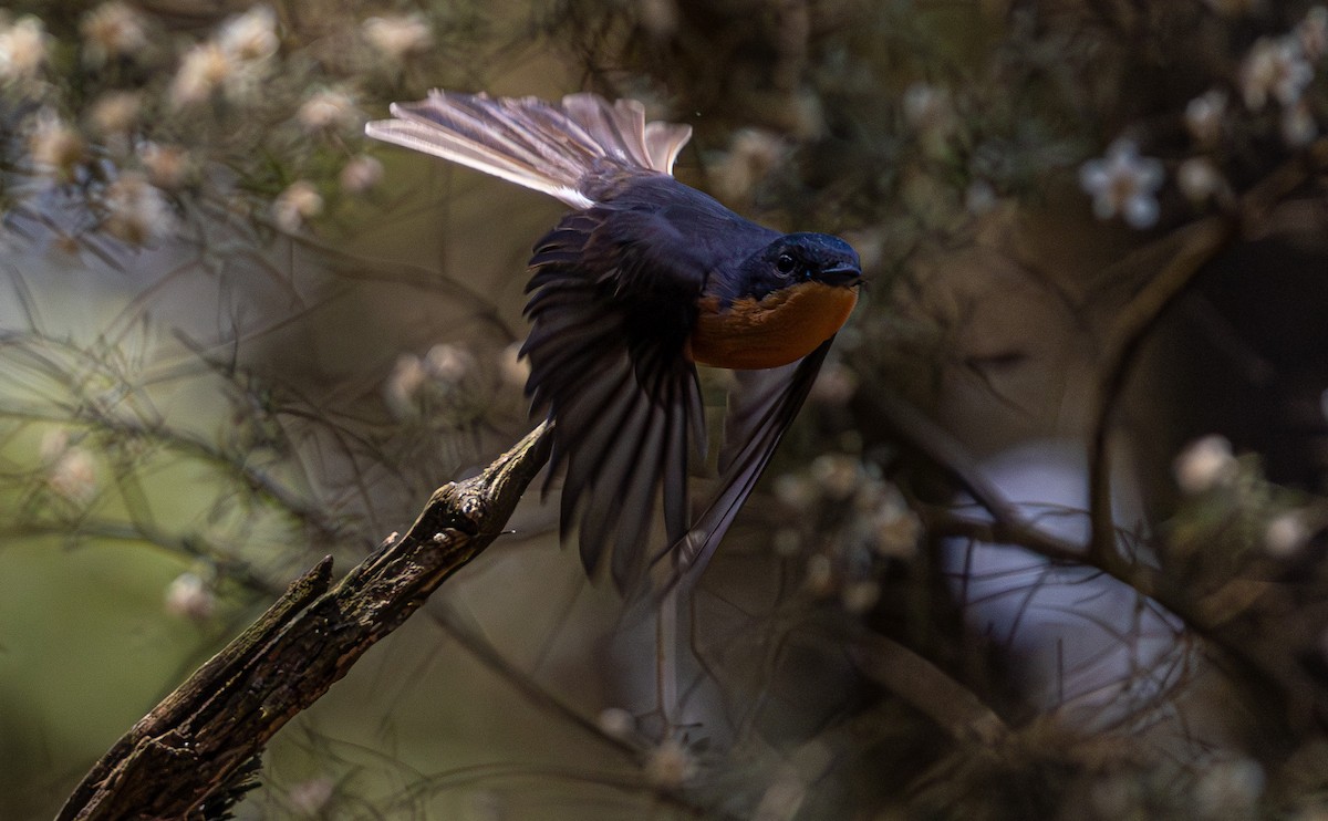 Satin Flycatcher - ML638610976