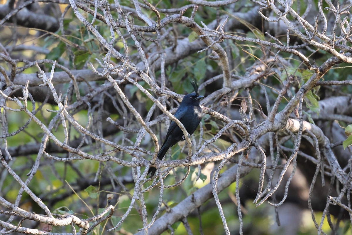 Crested Drongo - ML638610977