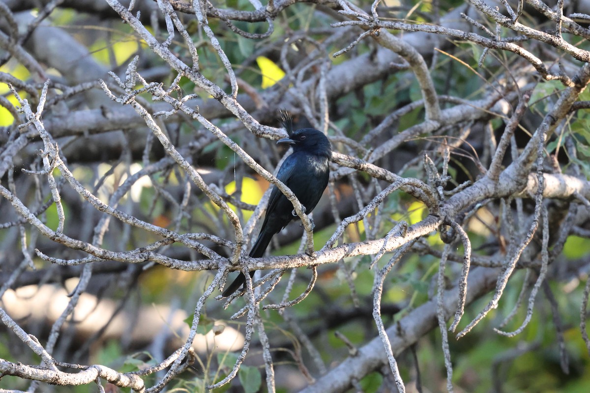 Crested Drongo - ML638610984