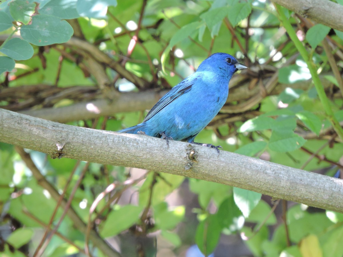Indigo Bunting - ML638610986