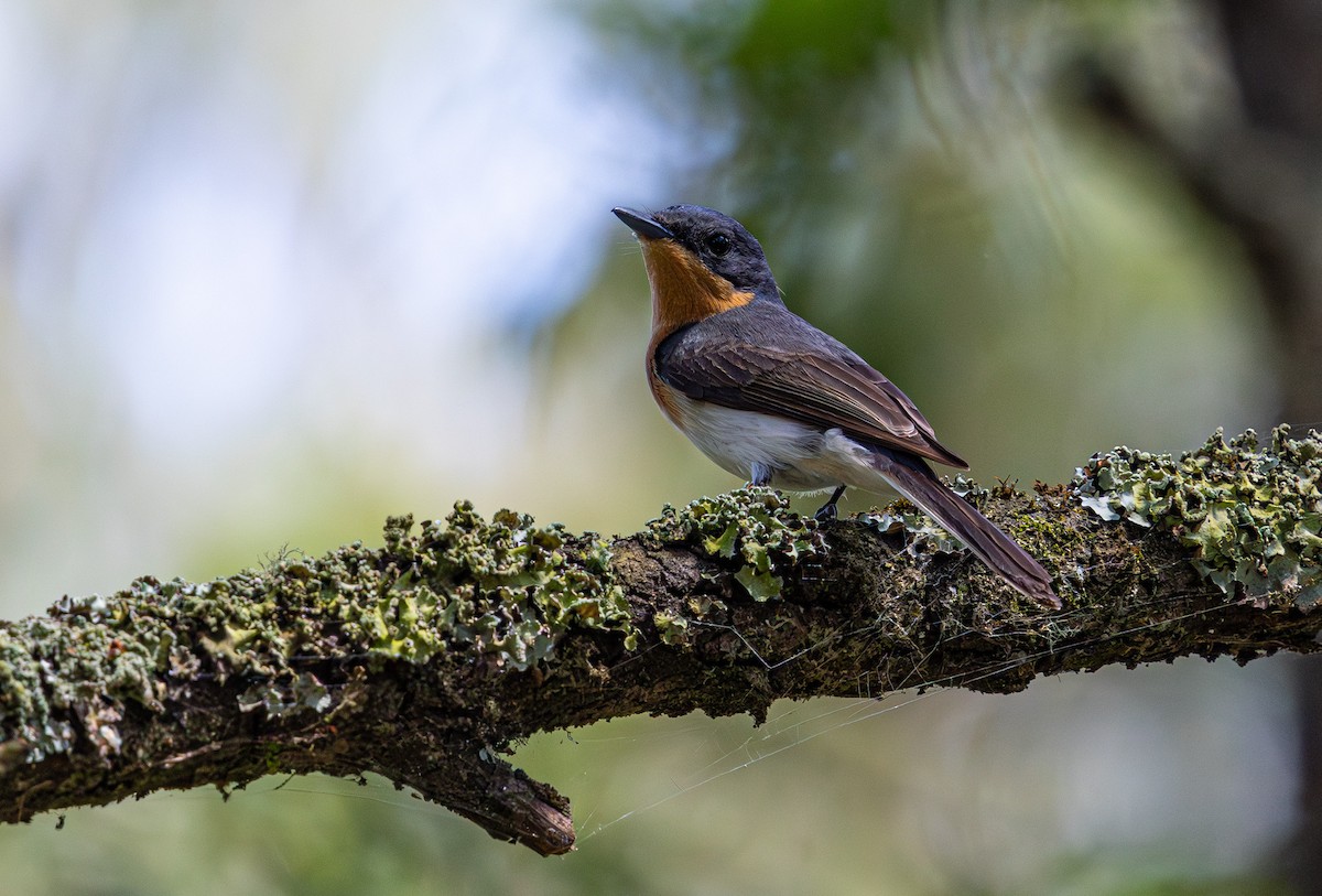 Satin Flycatcher - ML638610990