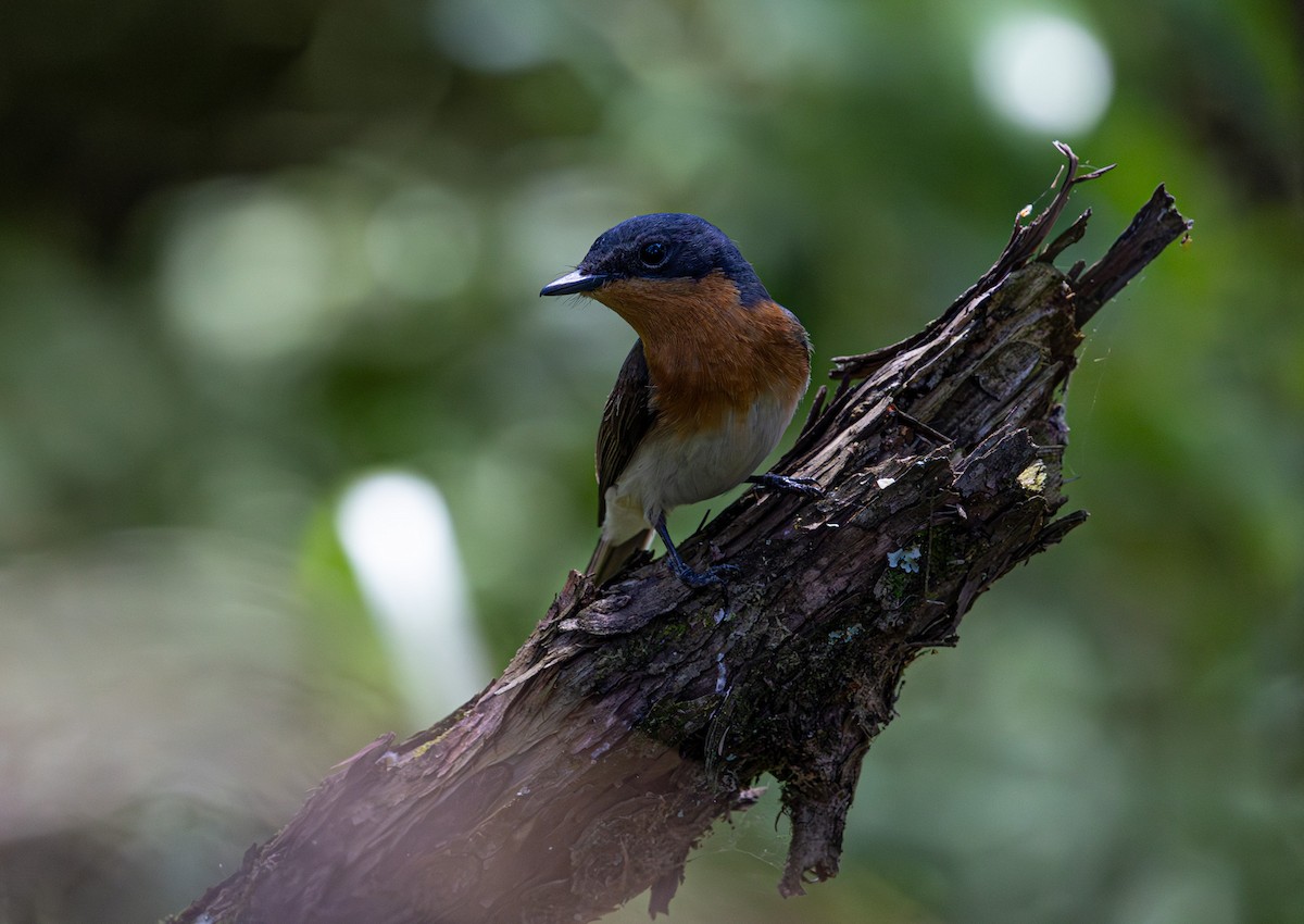 Satin Flycatcher - ML638611005