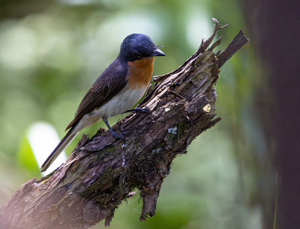 Satin Flycatcher - ML638611006