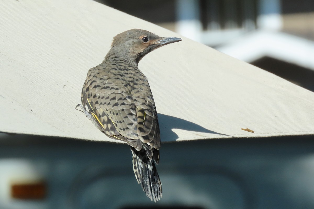 Northern Flicker - ML638611020