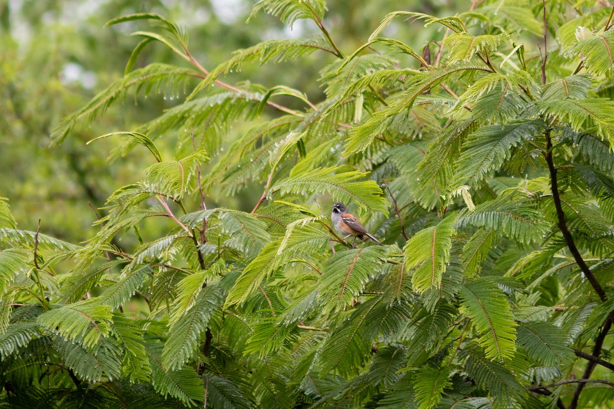 Bridled Sparrow - ML638611031