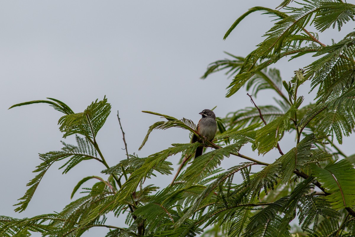 Bridled Sparrow - ML638611033