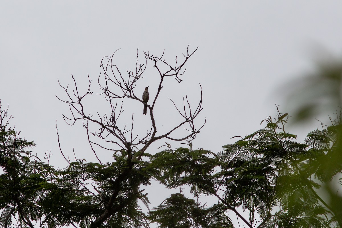 Ocellated Thrasher - ML638611049