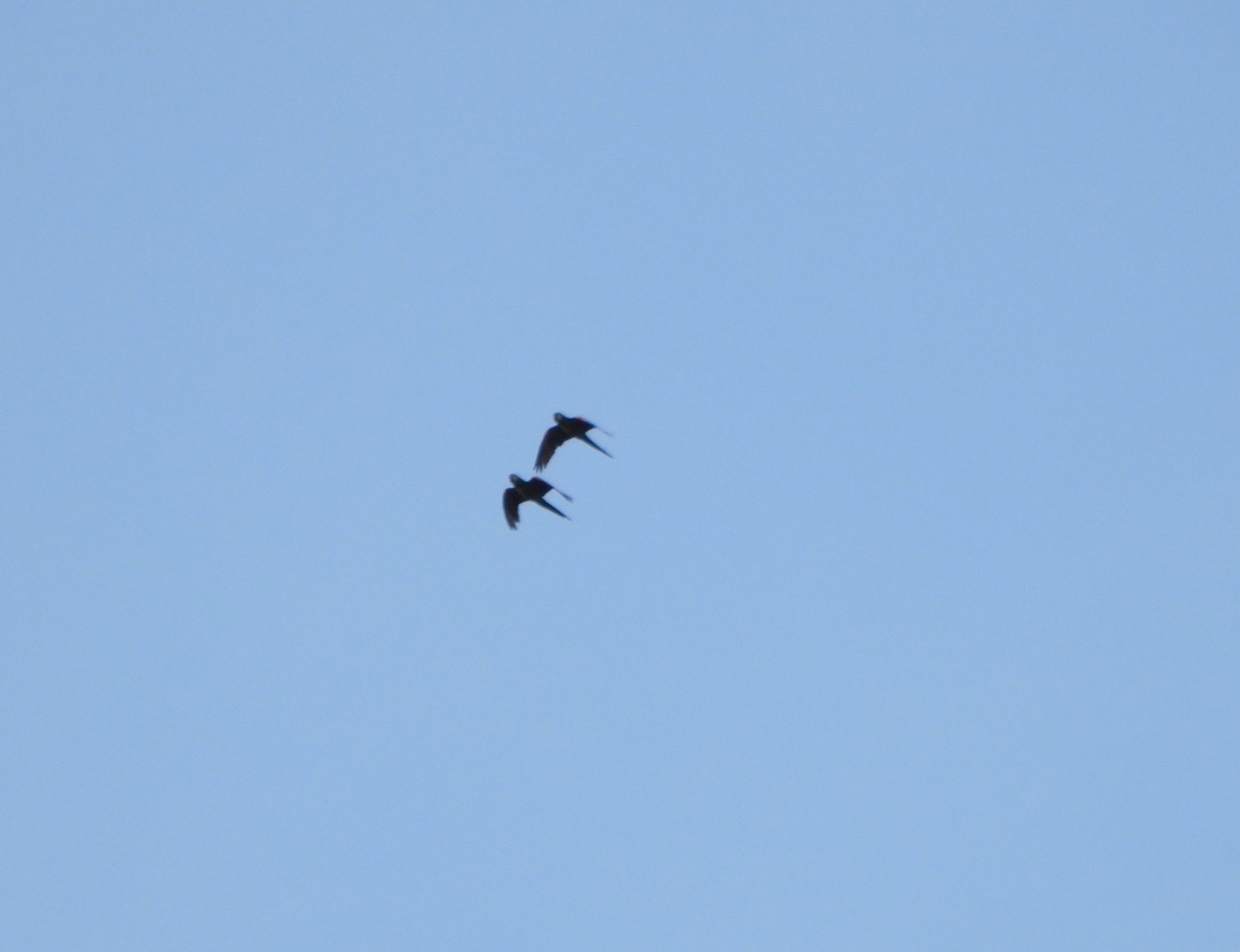 Chestnut-fronted Macaw - ML638611083