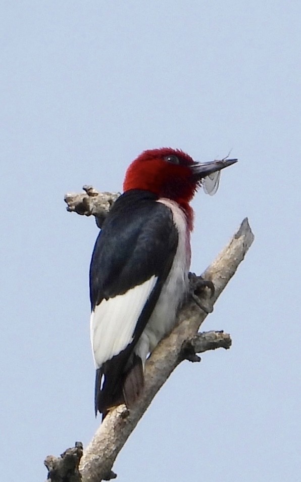 ズアカキツツキ - ML638611091