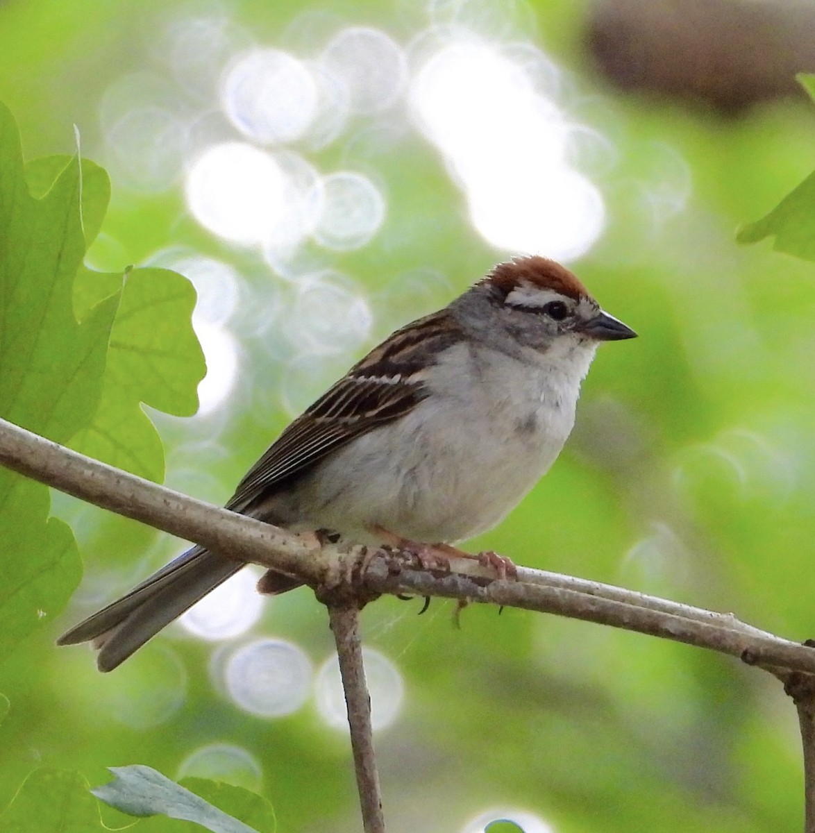 Chipping Sparrow - ML638611130
