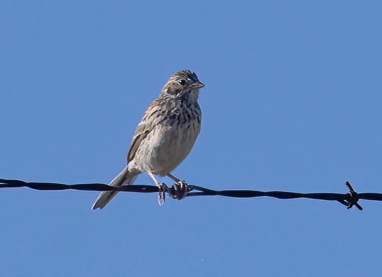 Vesper Sparrow - ML638611147