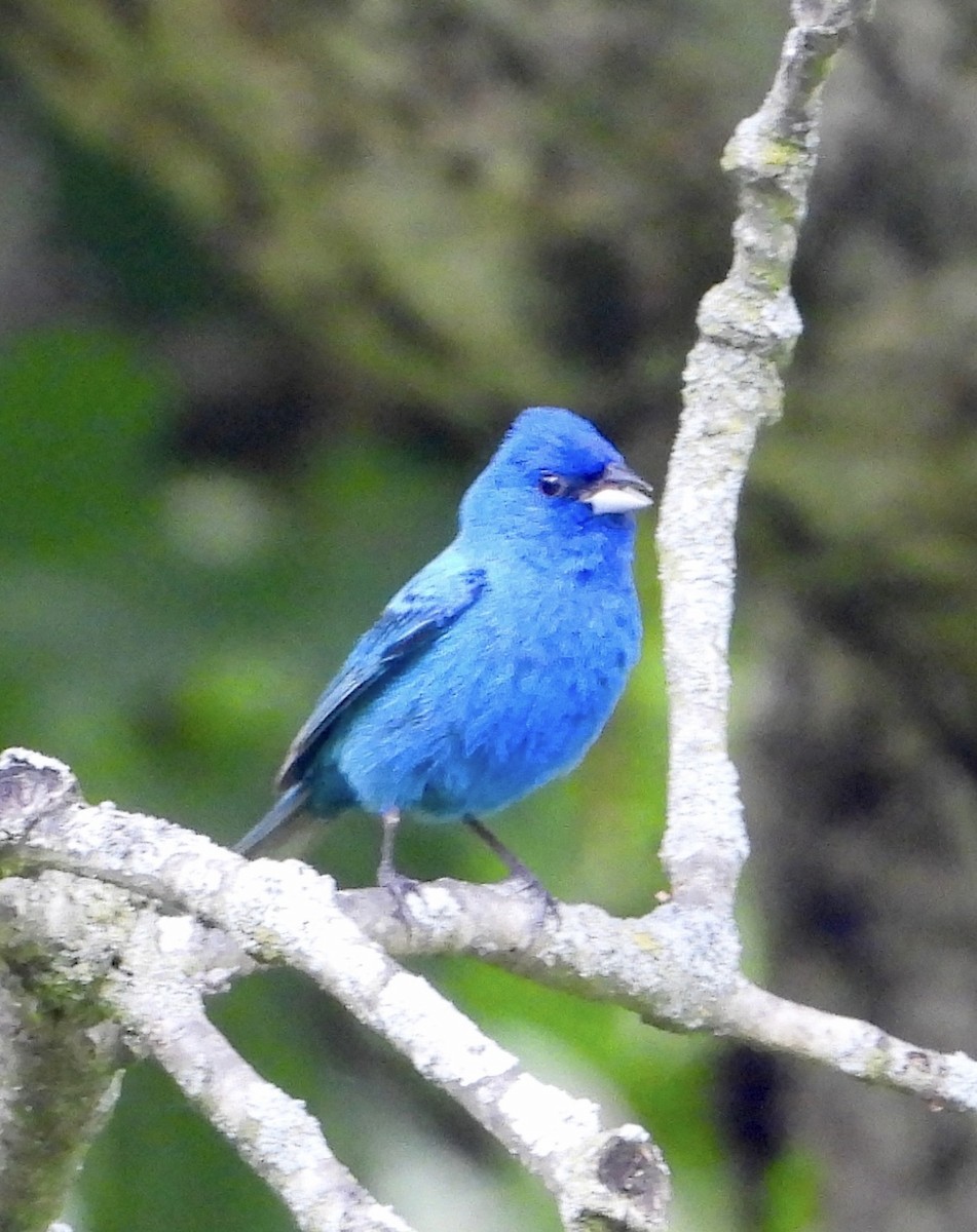 Indigo Bunting - ML638611152