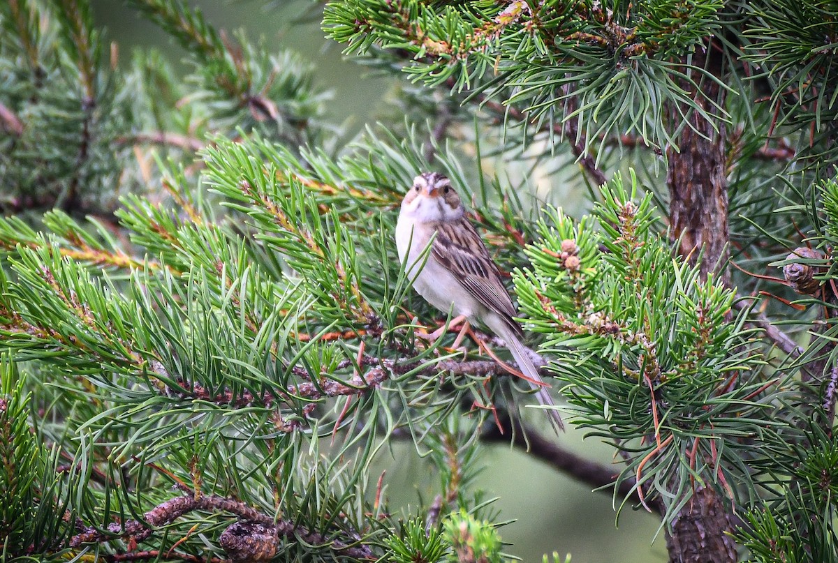 Clay-colored Sparrow - ML638611154
