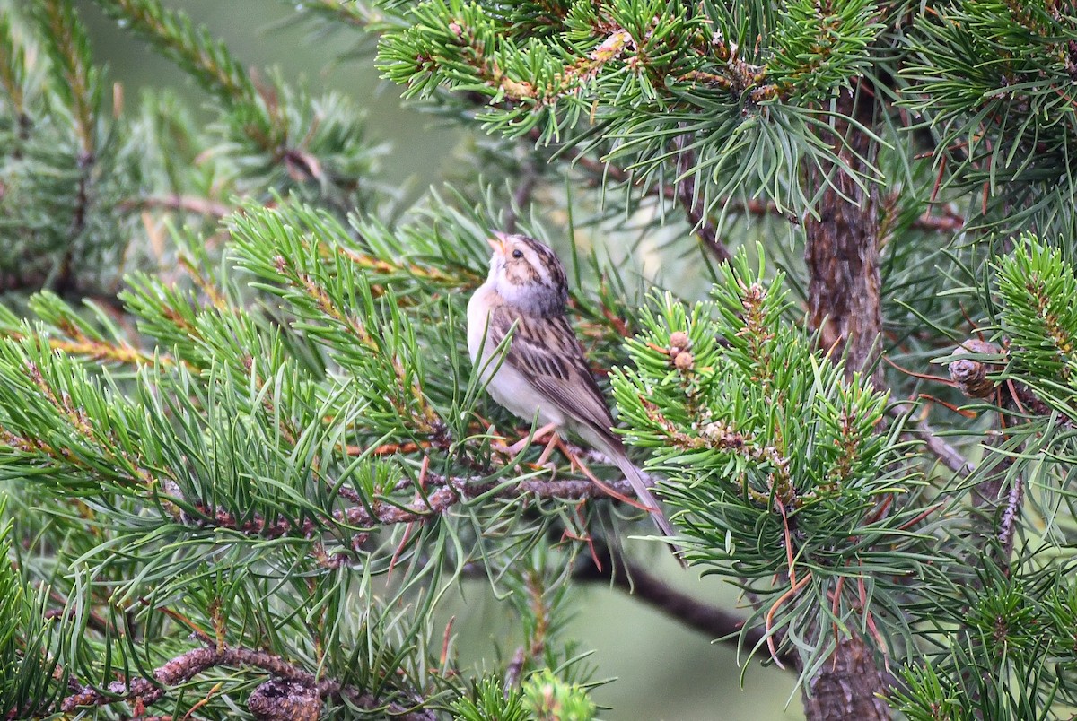 Clay-colored Sparrow - ML638611155