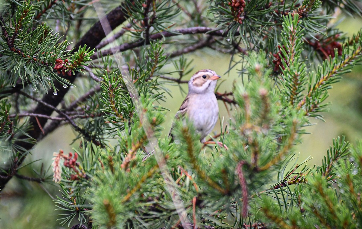 Clay-colored Sparrow - ML638611156