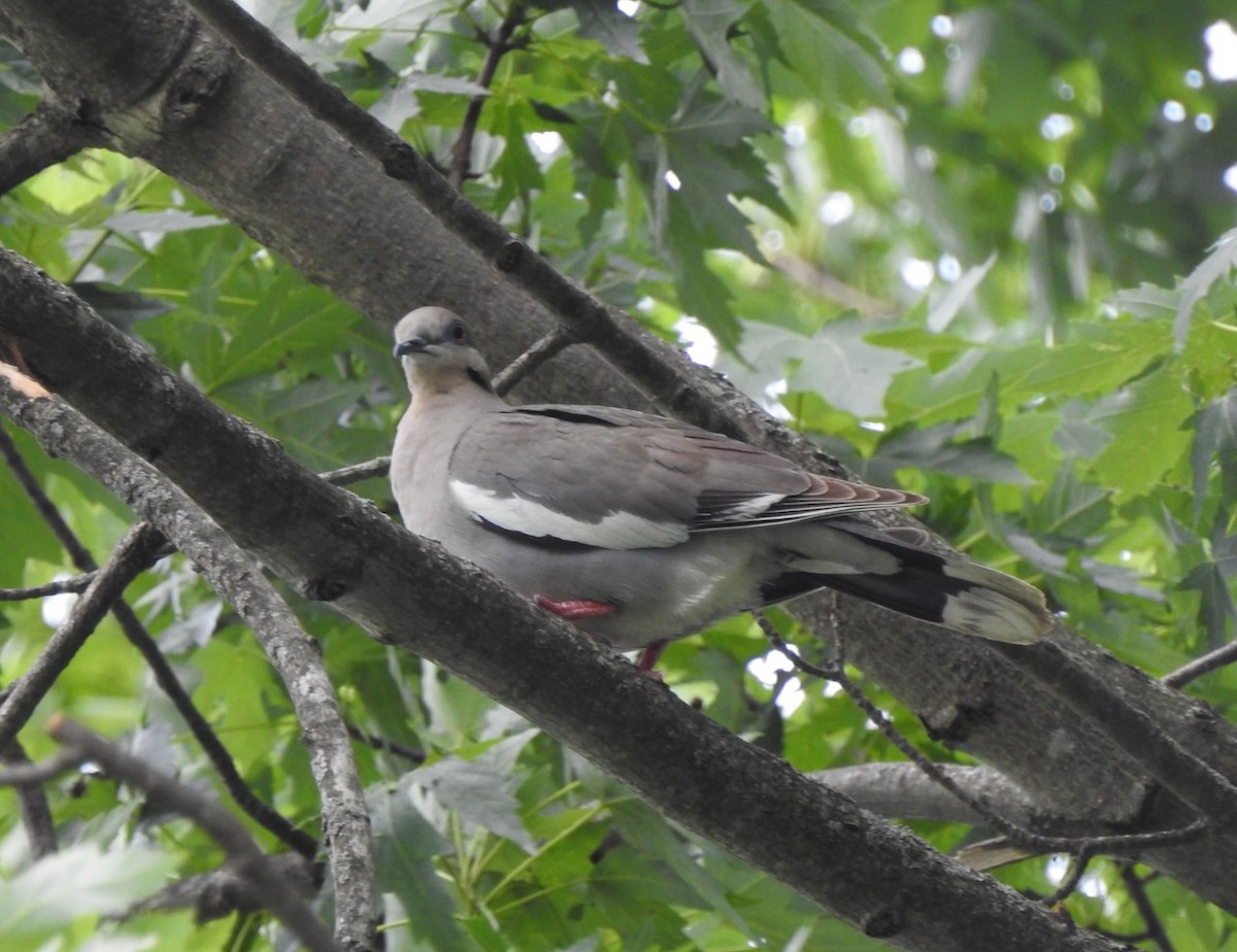 White-winged Dove - ML638611157