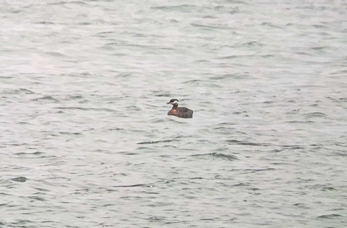 Red-necked Grebe - ML638611162