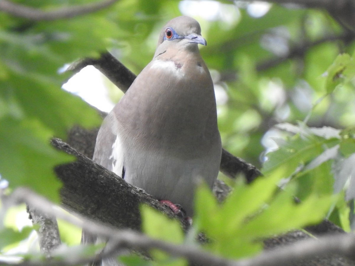 White-winged Dove - ML638611164
