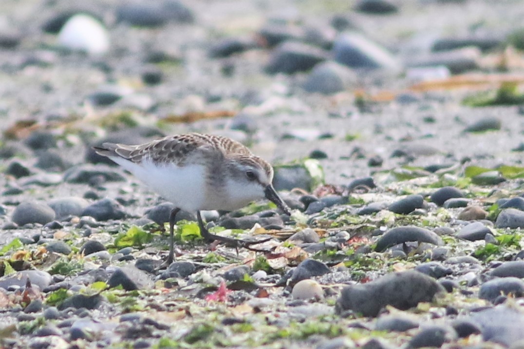 Semipalmated Sandpiper - ML63861121