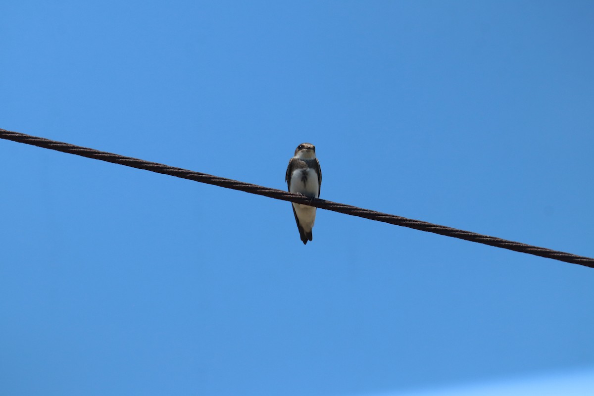 Bank Swallow - ML638611230