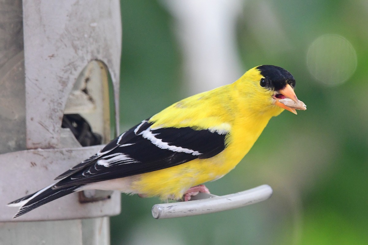 American Goldfinch - ML638611259