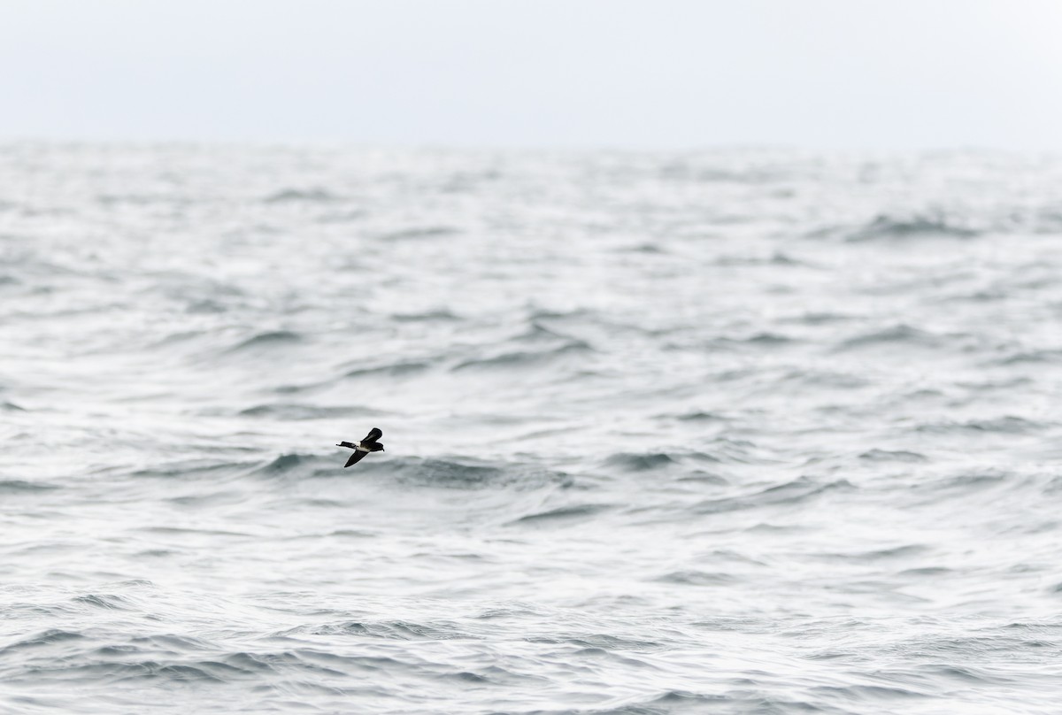 Elliot's Storm-Petrel - ML638611268