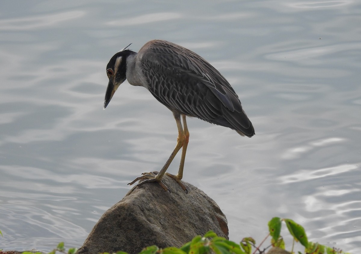 Yellow-crowned Night Heron - ML638611279