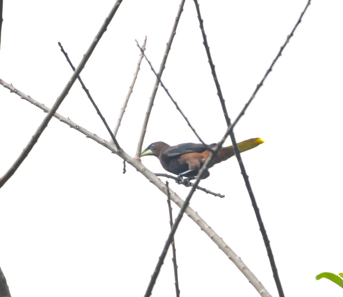 Chestnut-headed Oropendola - ML638611281