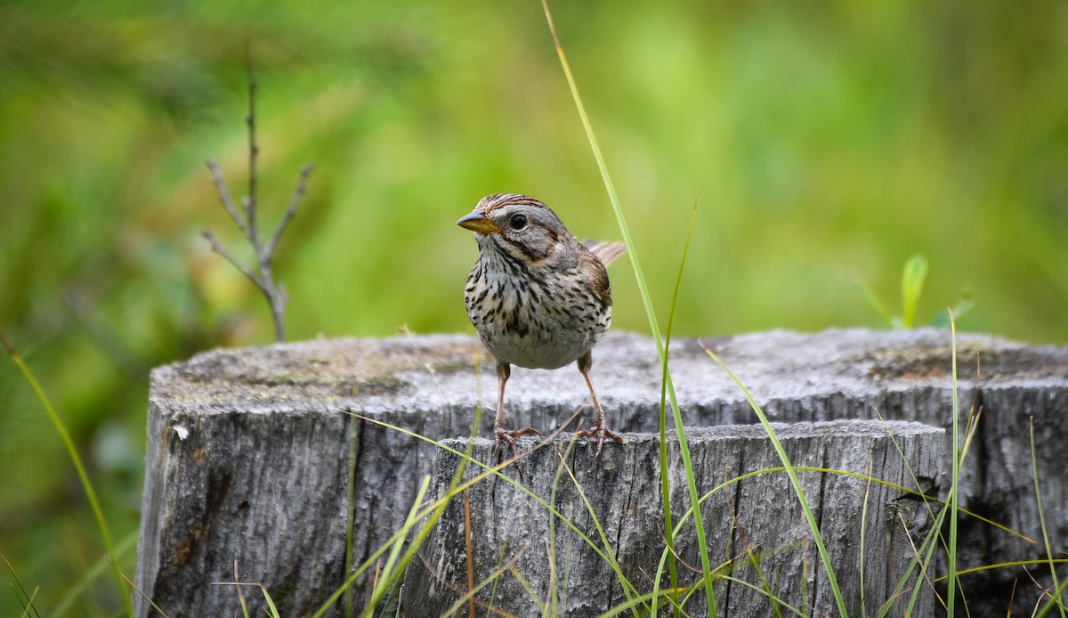 Lincoln's Sparrow - ML638611282