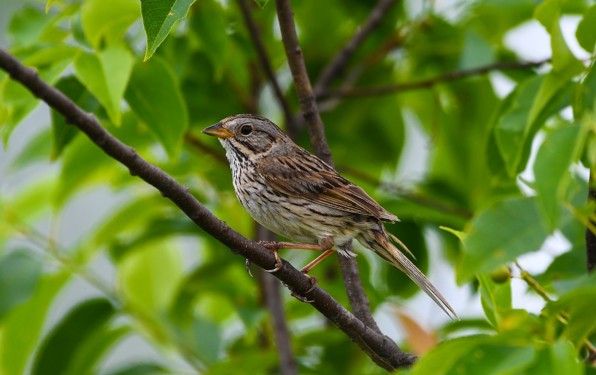 Lincoln's Sparrow - ML638611283