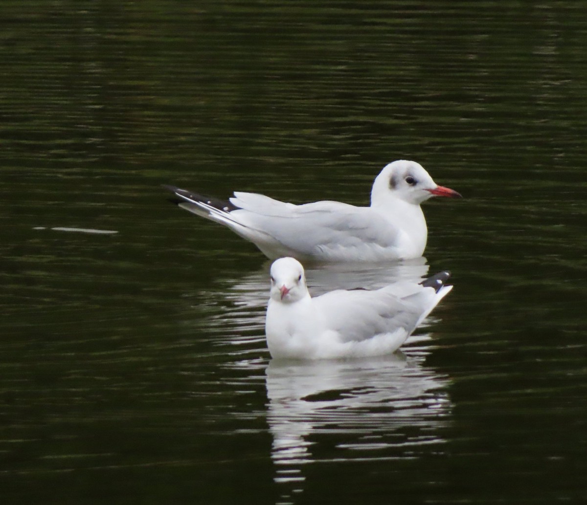 Black-headed Gull - ML638611284