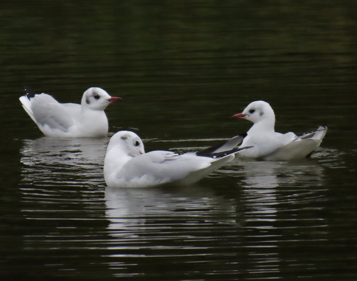 Black-headed Gull - ML638611285