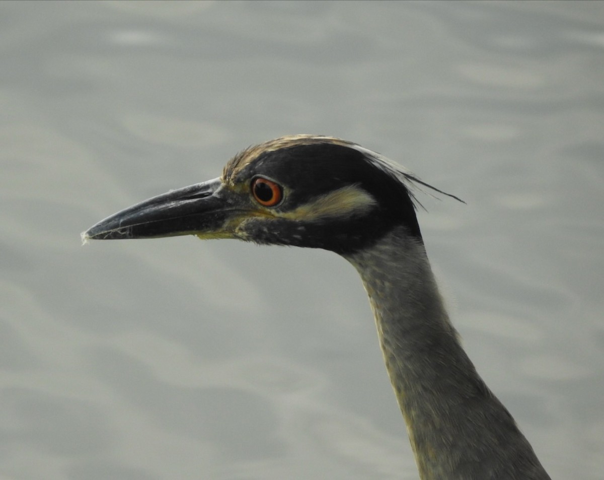 Yellow-crowned Night Heron - ML638611289