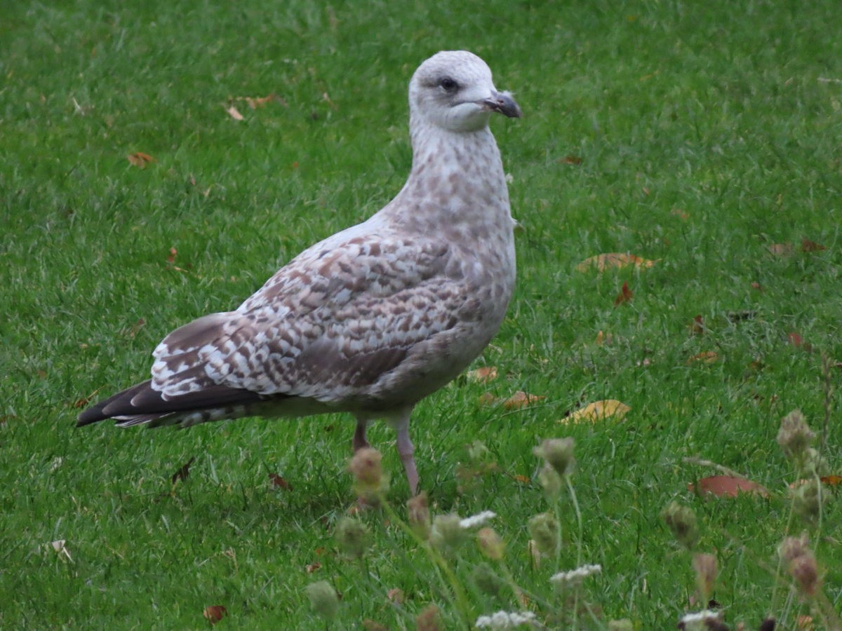 European Herring Gull - ML638611303