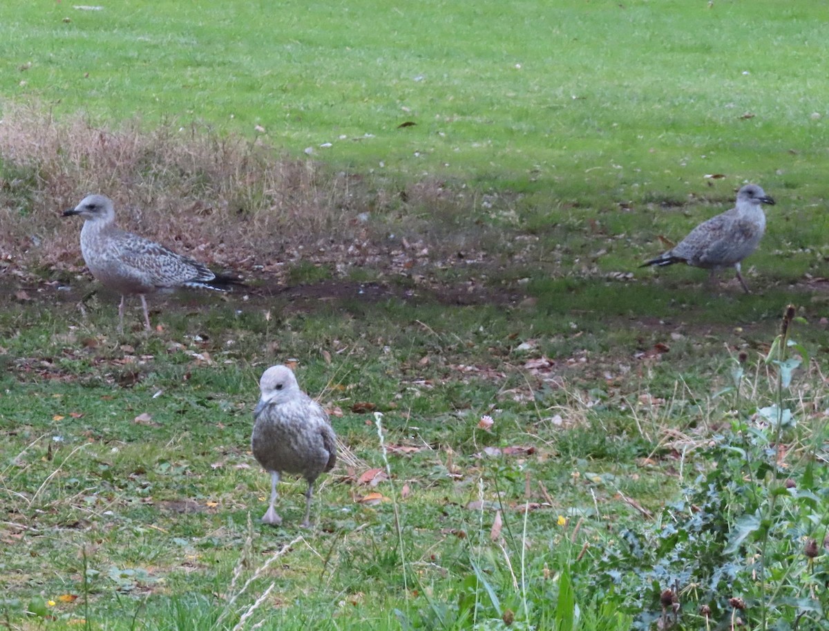 European Herring Gull - ML638611304