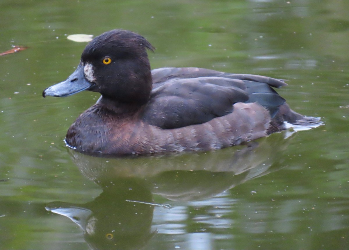 Tufted Duck - ML638611312