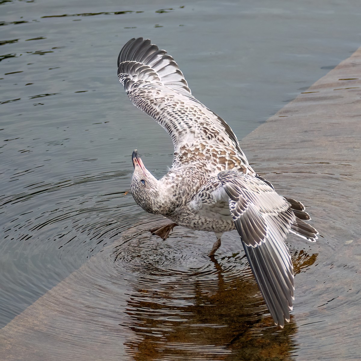 Ring-billed Gull - ML638611334