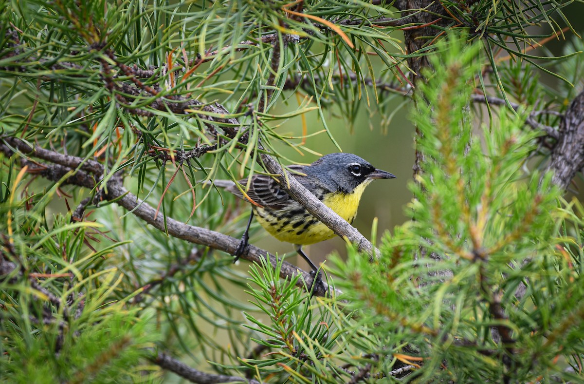 Kirtland's Warbler - ML638611336