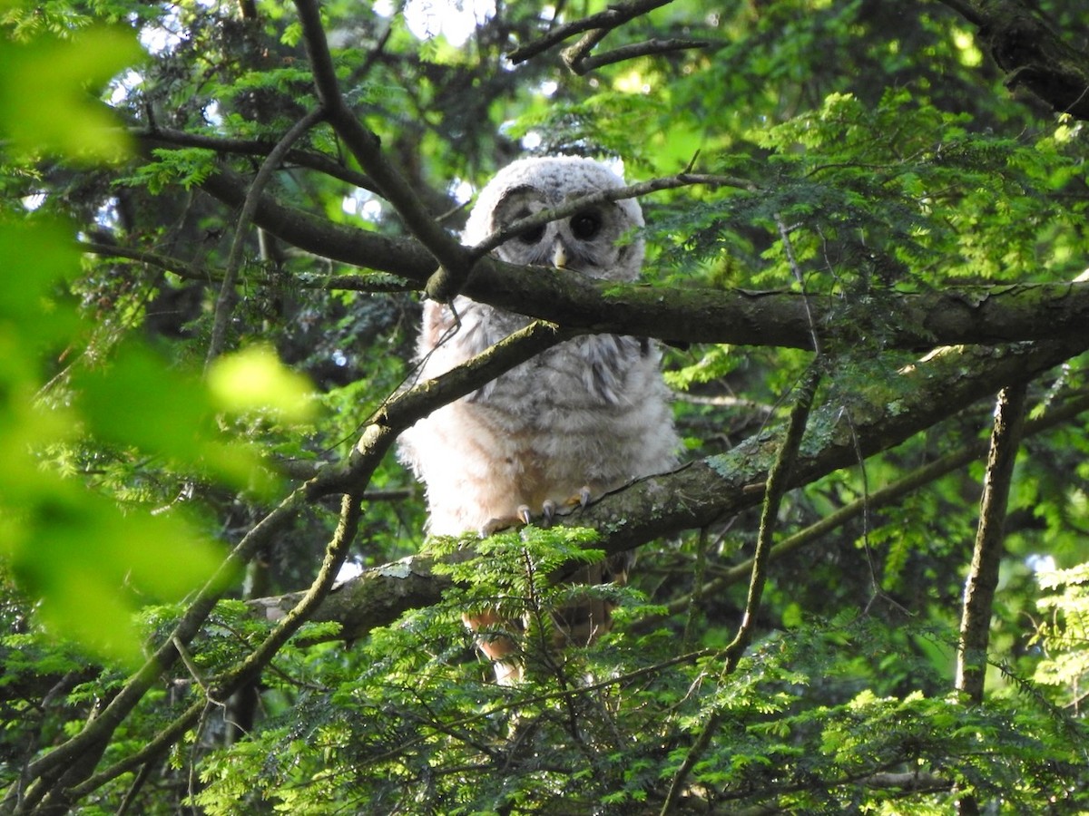 Barred Owl - ML638611339