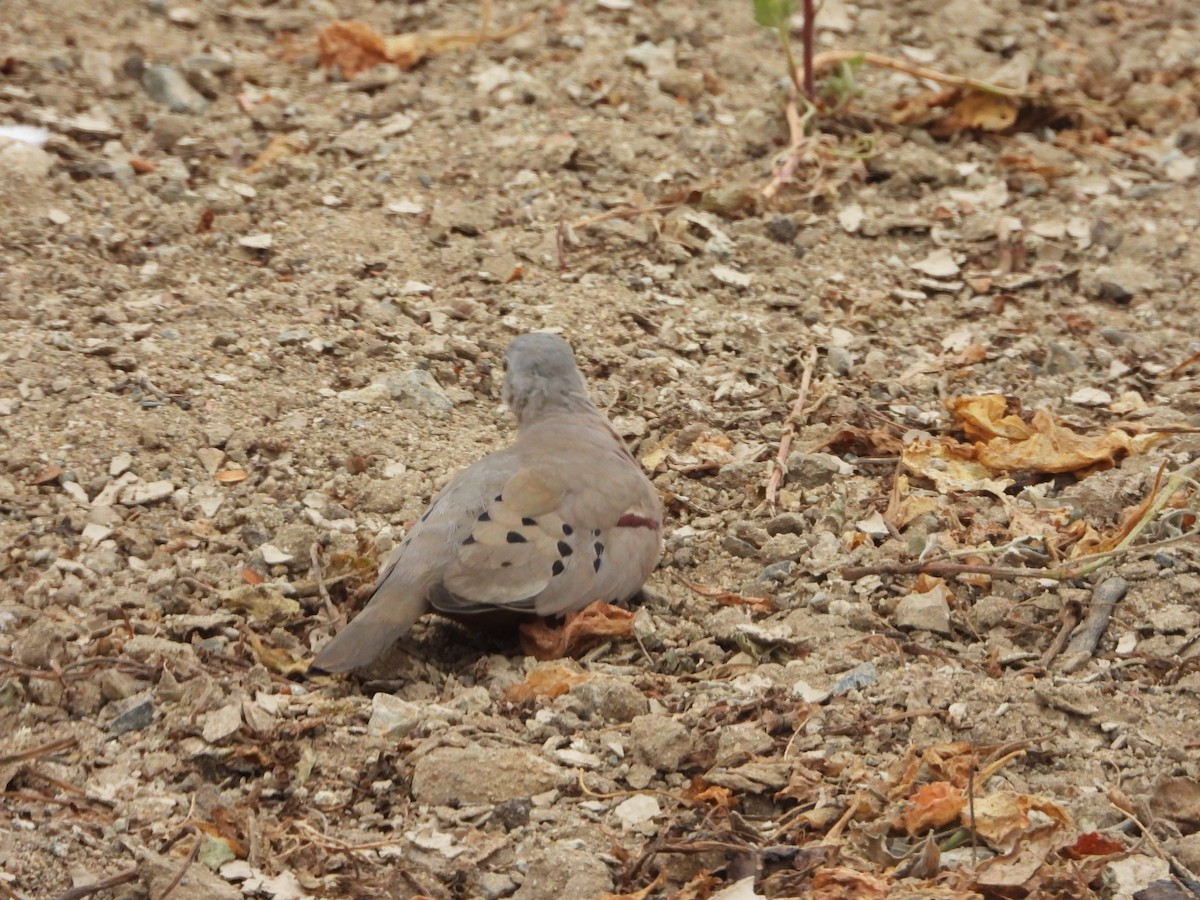 Croaking Ground Dove - ML638611357