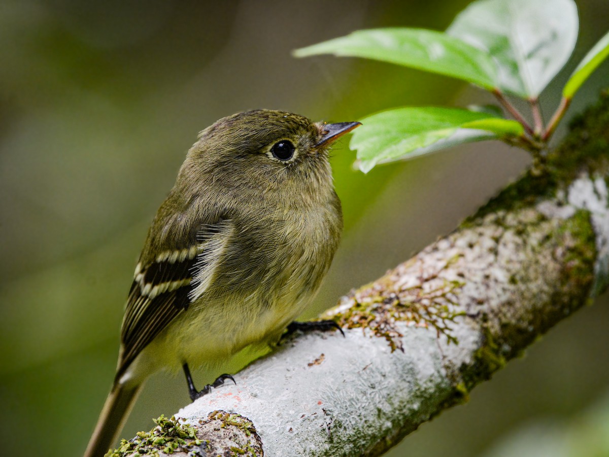Yellow-bellied Flycatcher - ML638611369
