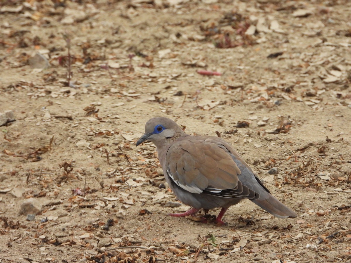 West Peruvian Dove - ML638611371