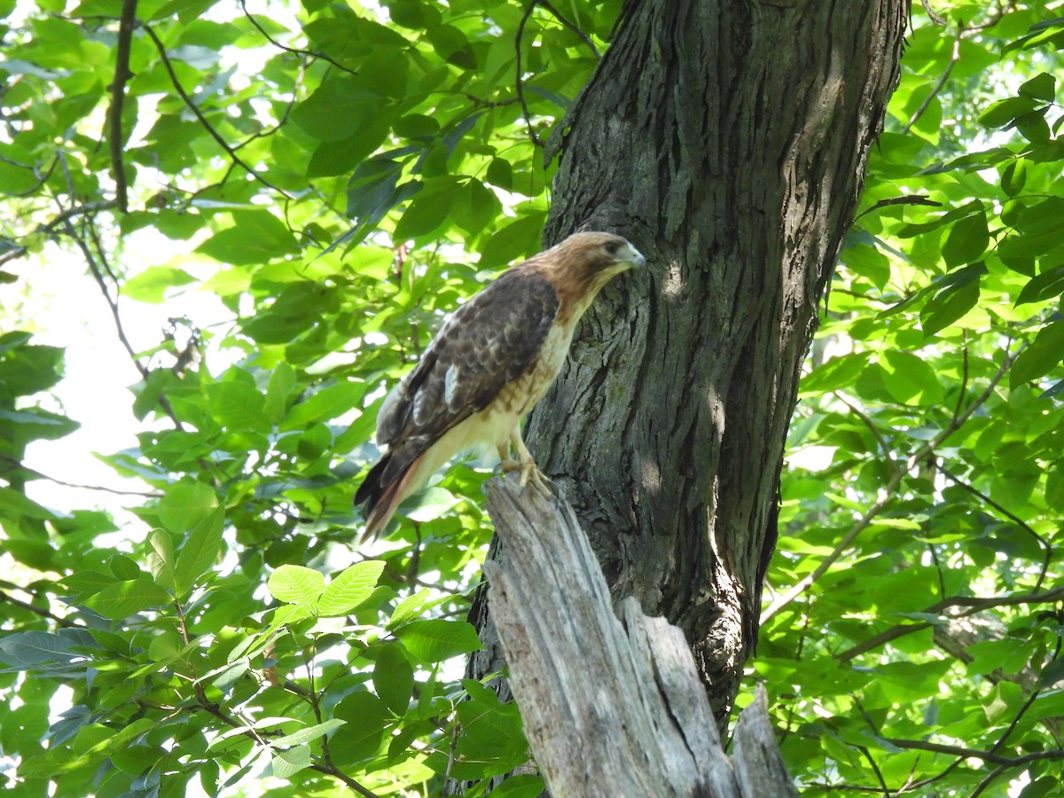 Red-tailed Hawk - ML638611373