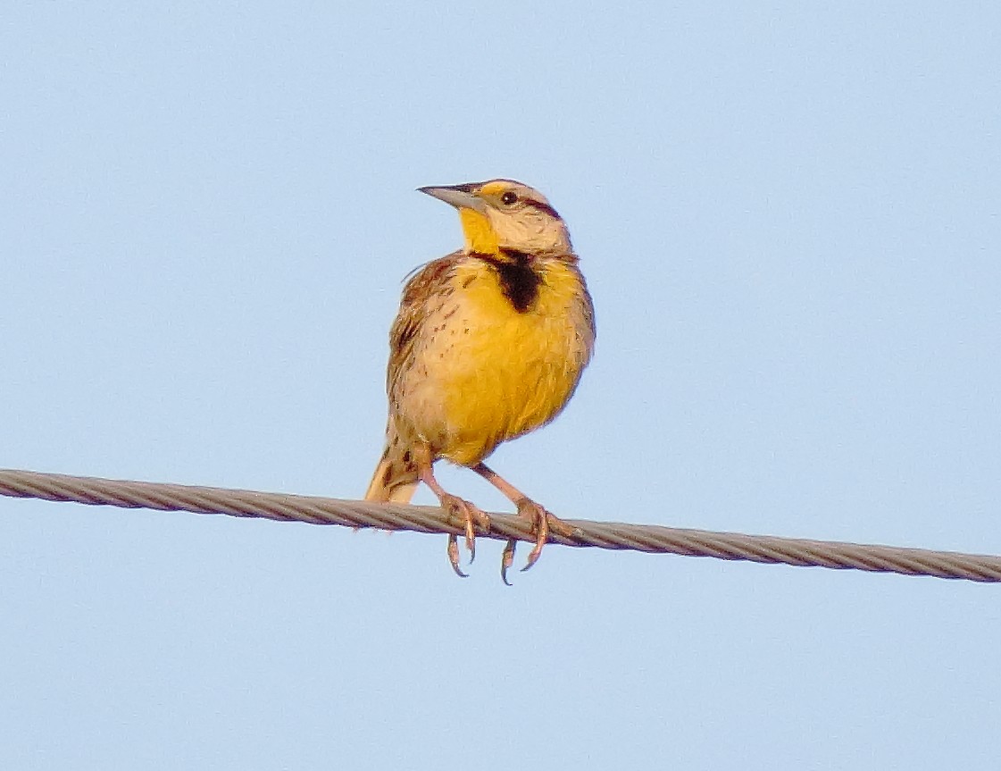 Chihuahuastärling - ML638611392