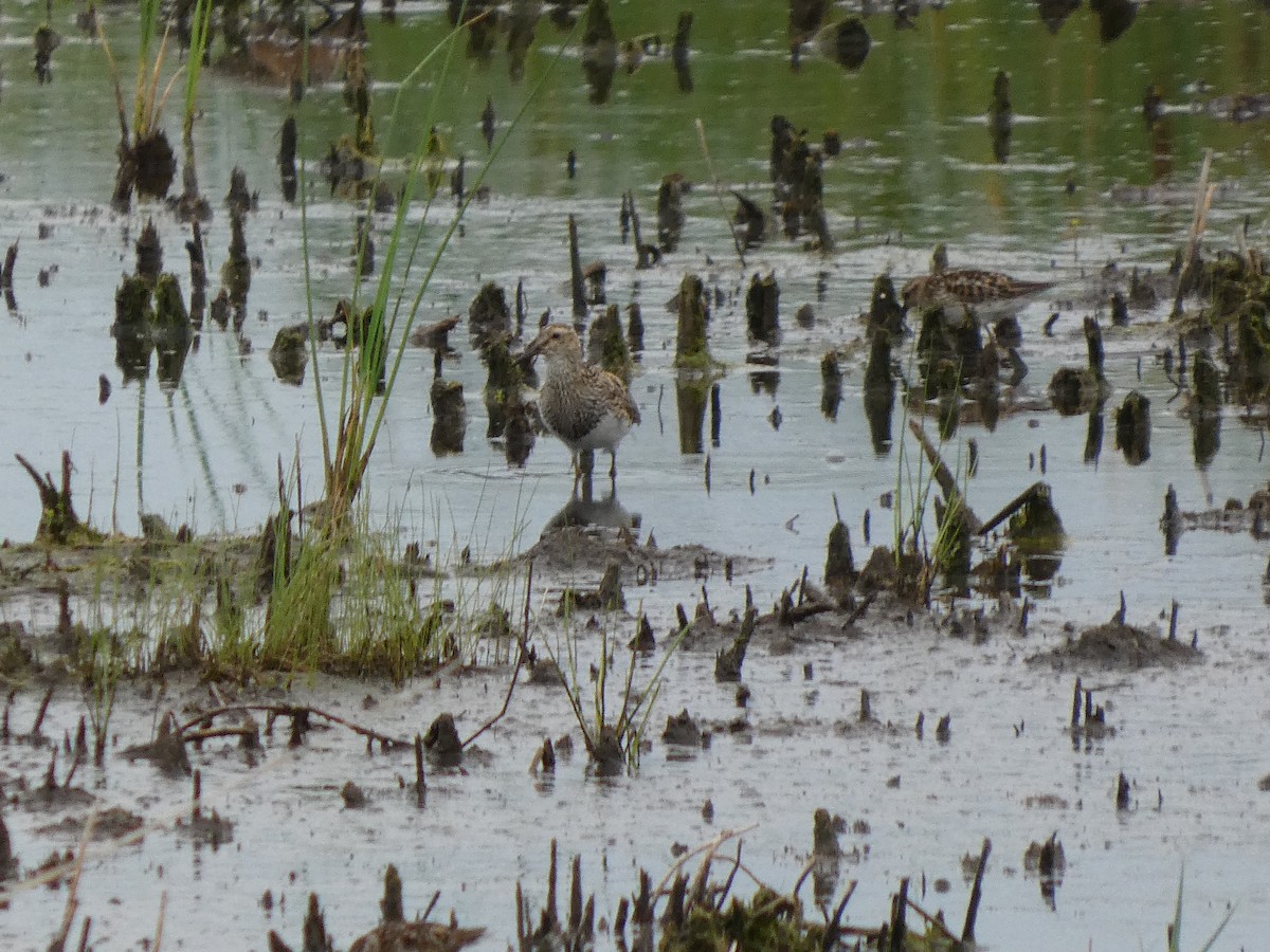 Pectoral Sandpiper - ML638611396