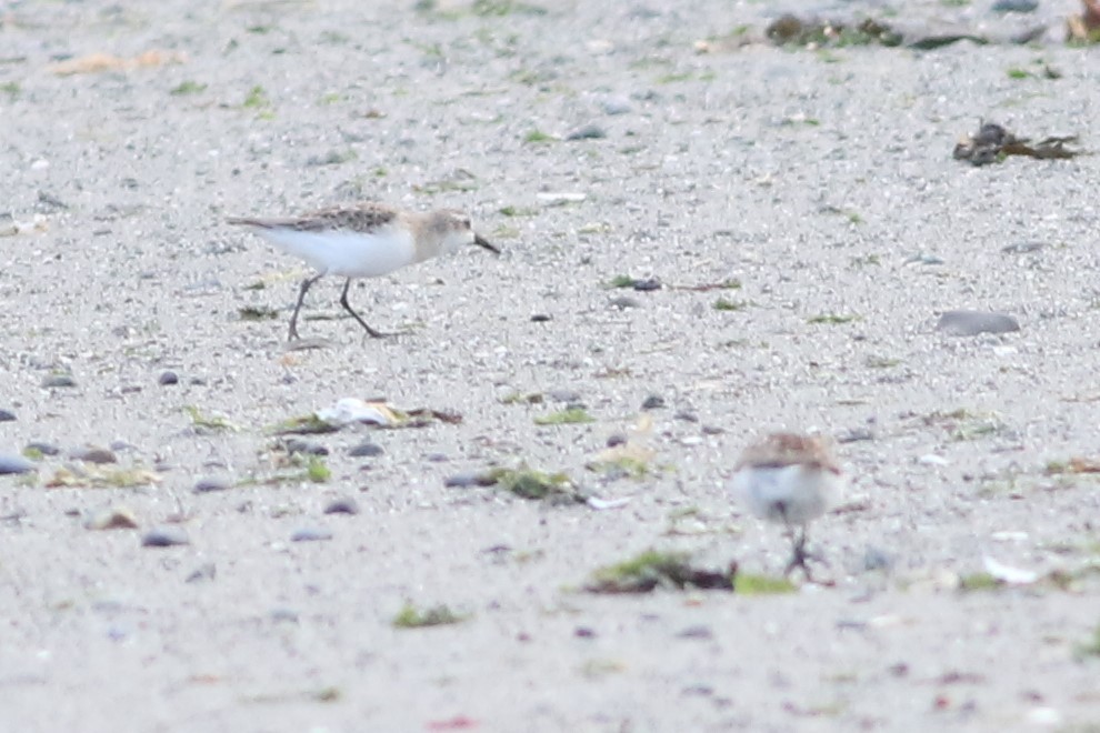 Semipalmated Sandpiper - Joshua  Glant