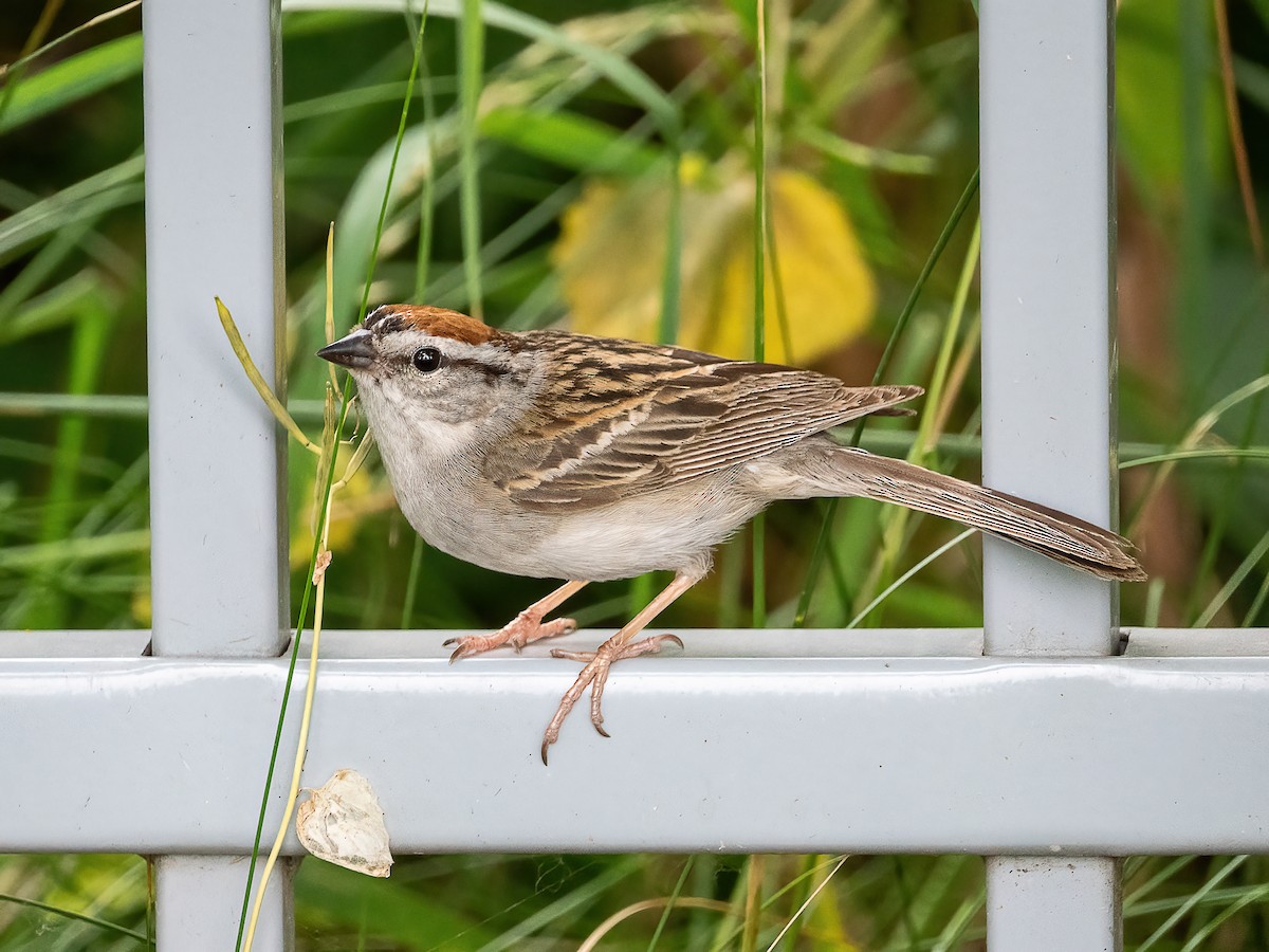 Chipping Sparrow - ML638611423
