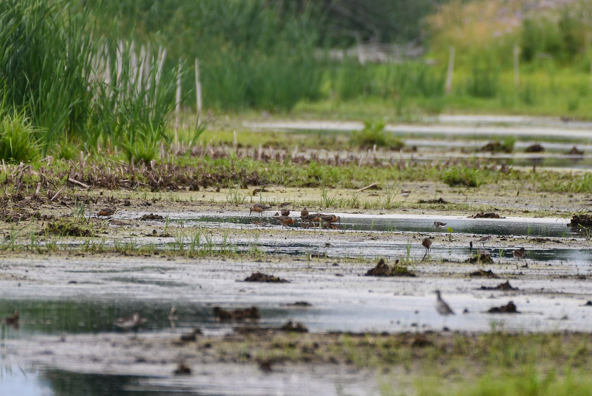 Short-billed Dowitcher - ML638611431