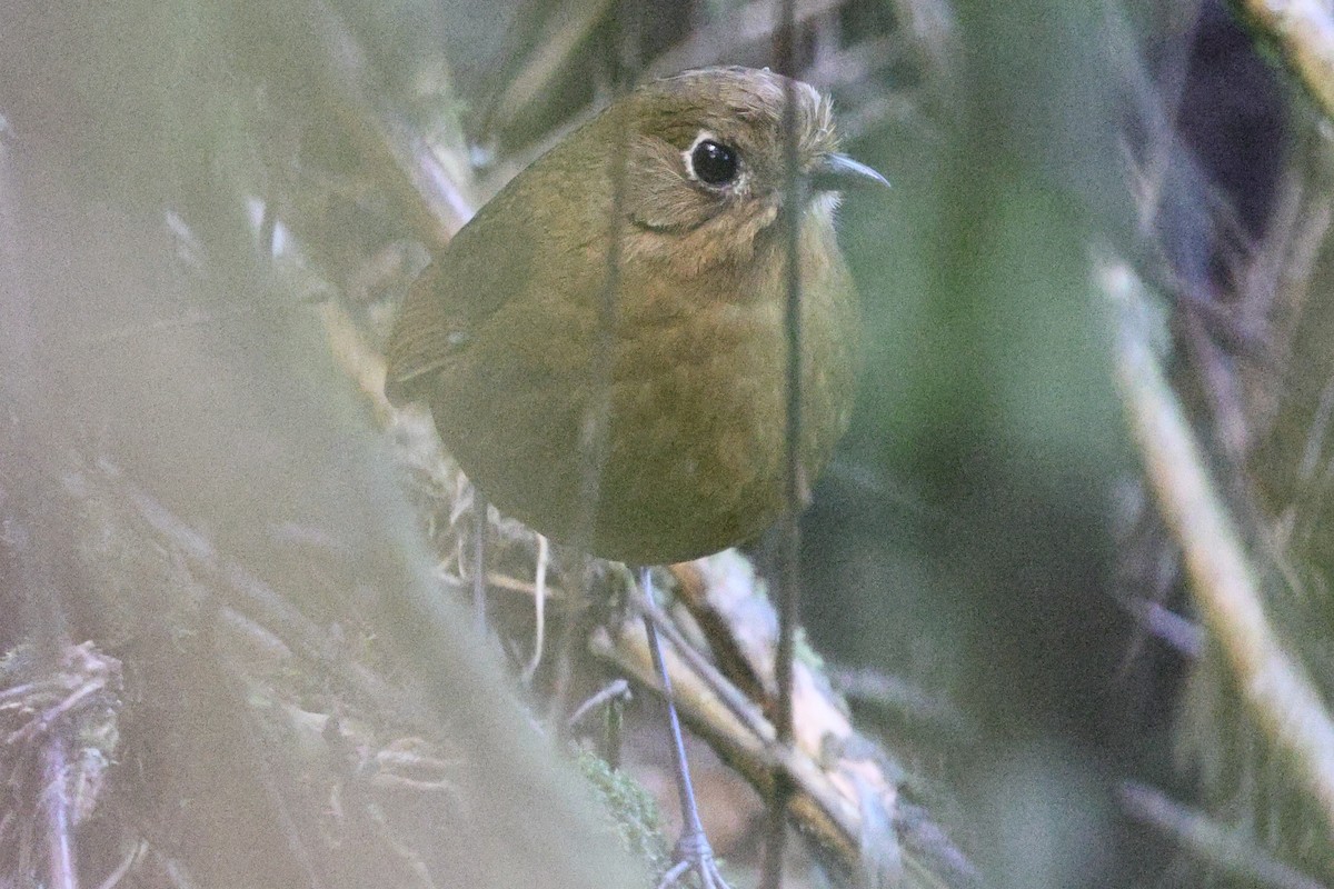Bolivian Antpitta - ML638611443