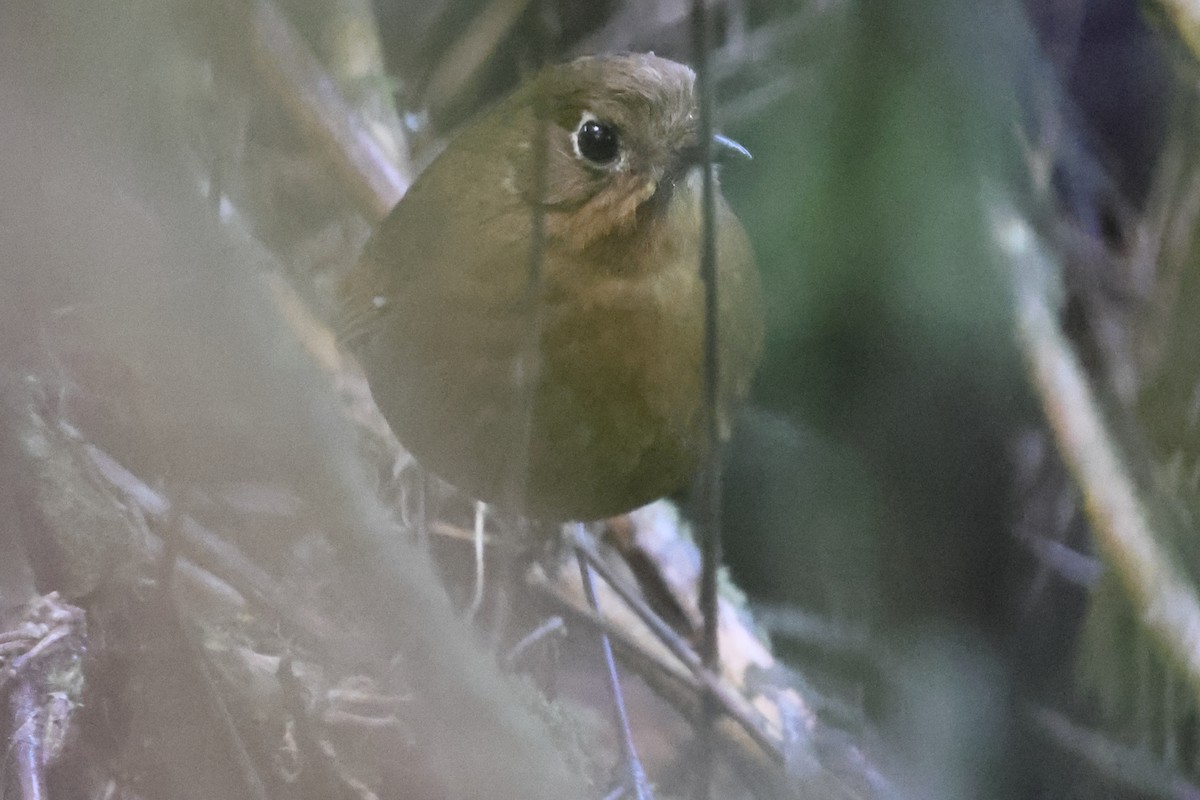 Bolivian Antpitta - ML638611445